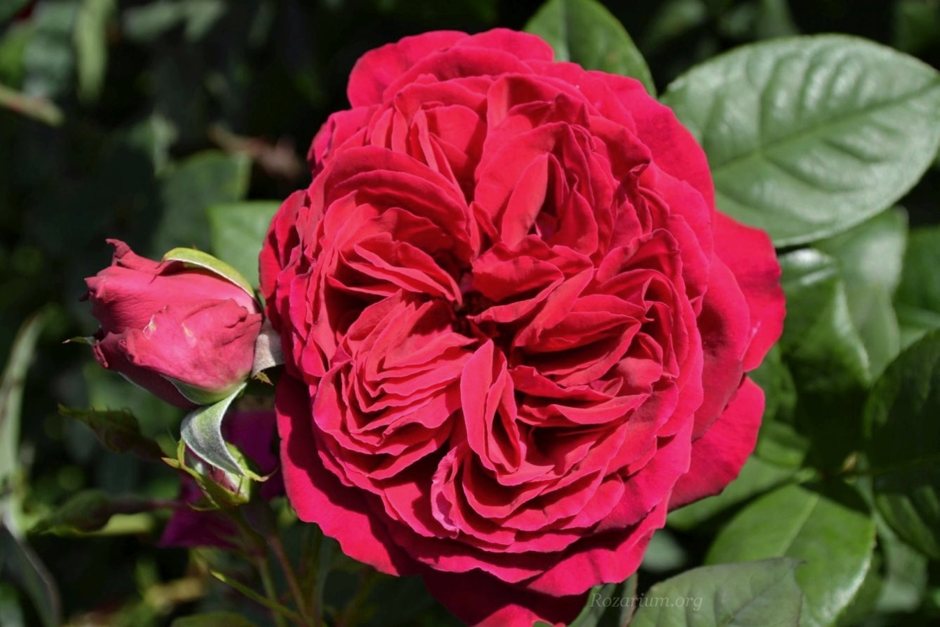 Роза чайно-гибридная Госпел 1 шт